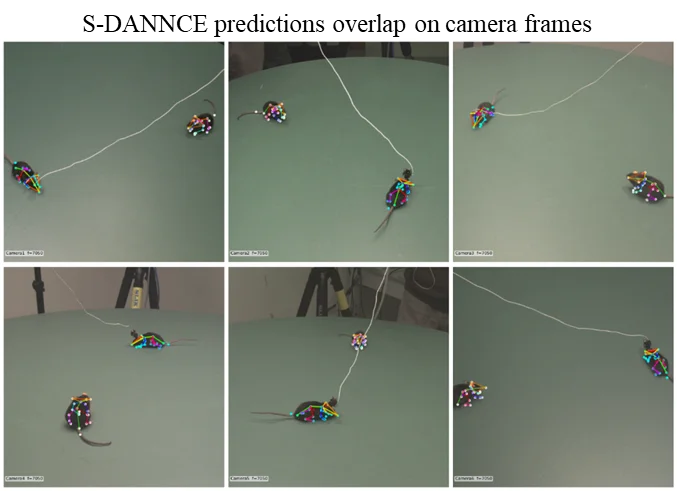 S-DANNCE 3D keypoint predictions overlaid on camera frames