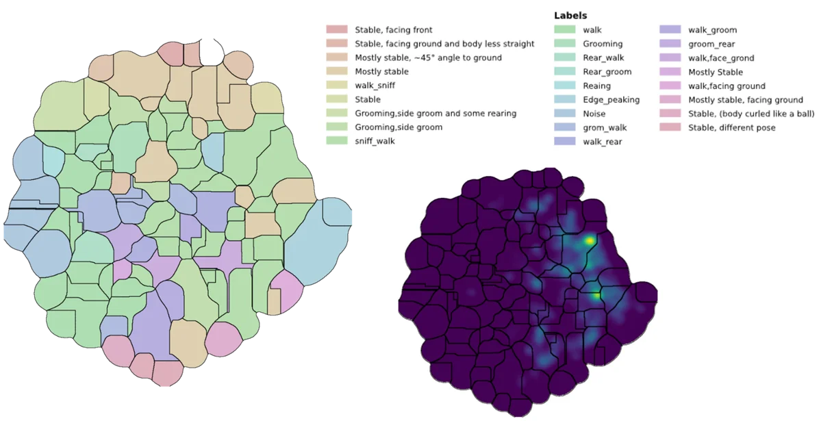 Unsupervised behavior clusters from 3D pose embeddings